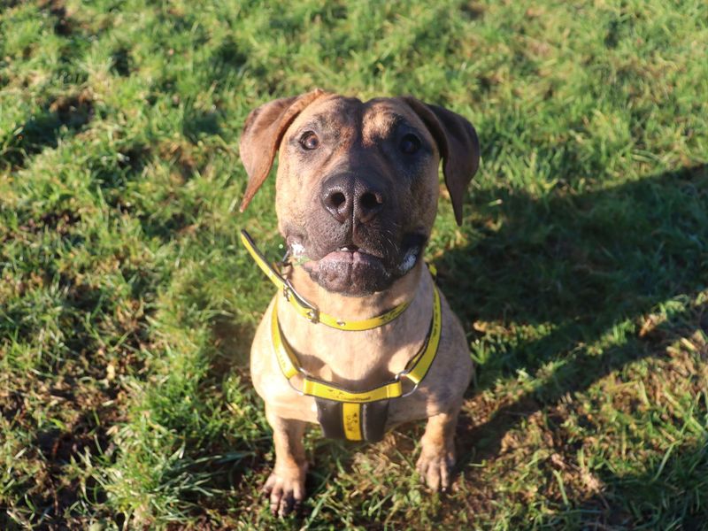 Beauty, a 8 months old female Mastiff available for adoption from Dogs Trust in Glasgow, Scotland