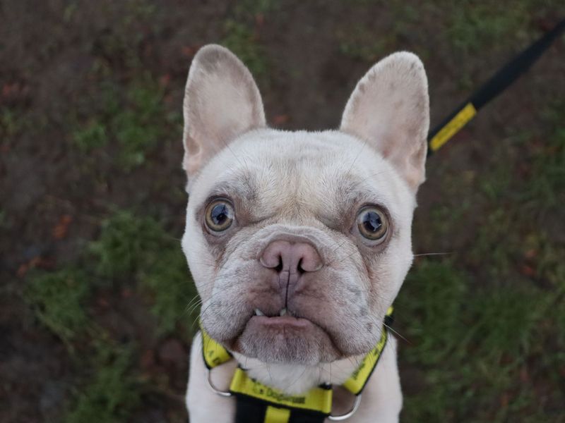 French Bulldog for adoption in Glasgow, Scotland – 3 years old - Image 2 of 2