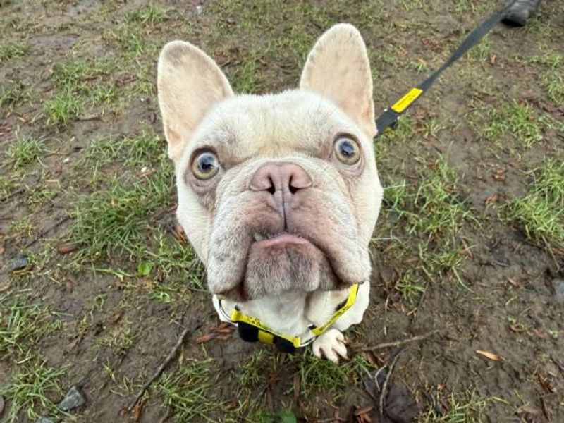 Reggie | French Bulldog | Glasgow - 1
