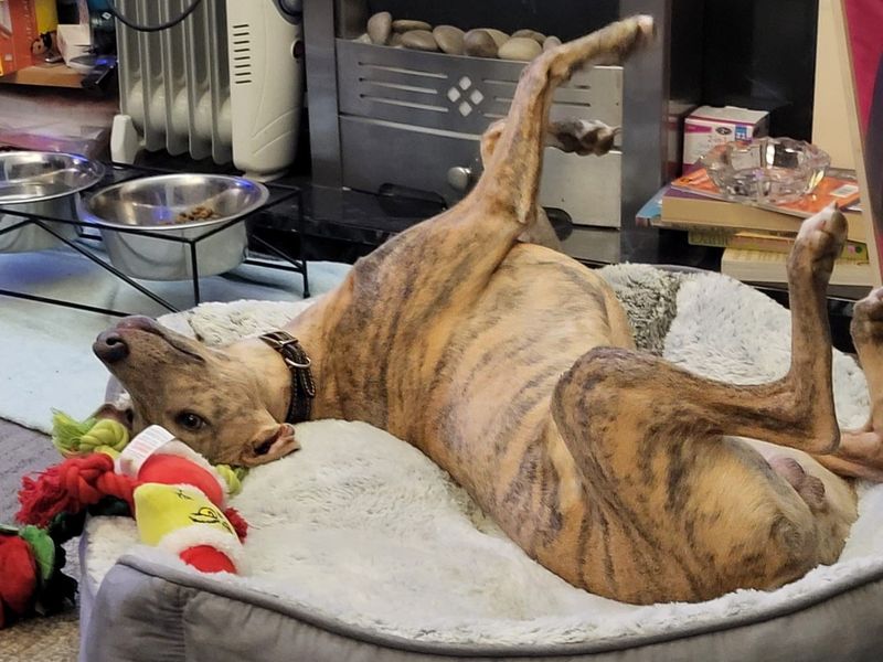 Tigger, a 8 months old male Whippet available for adoption from Dogs Trust in Basildon, Essex