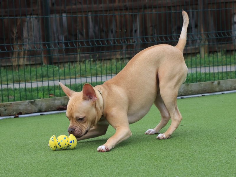 Staffordshire Bull Terrier for adoption in Evesham, Worcestershire – 9 months old - Image 3 of 4