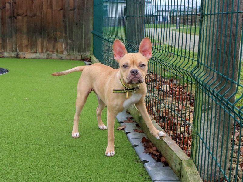 Staffordshire Bull Terrier for adoption in Evesham, Worcestershire – 8 months old