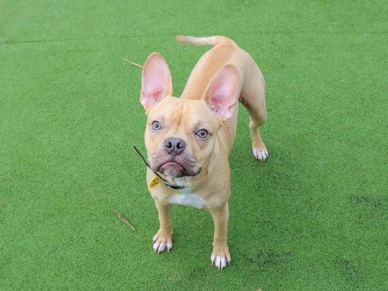 Staffordshire Bull Terrier for adoption in Evesham, Worcestershire – 9 months old - Image 2 of 4