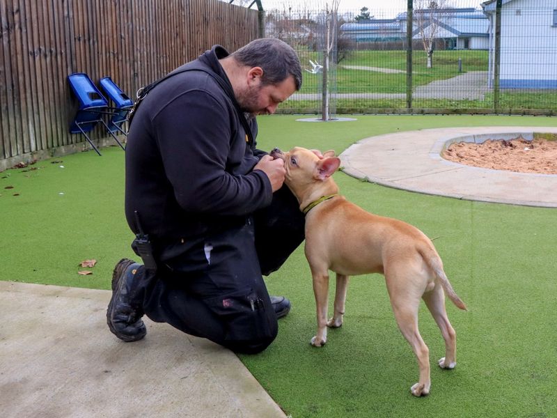 Scooby | French Bulldog Cross | Evesham (Worcestershire) - 5