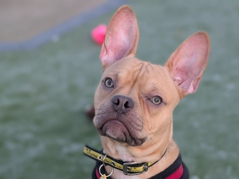 Scooby | French Bulldog Cross | Evesham (Worcestershire) - 2