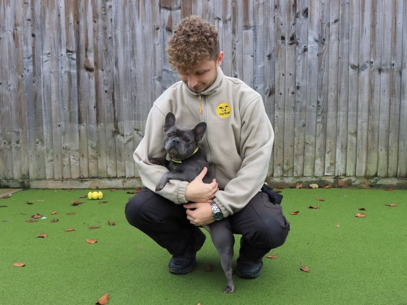 French Bulldog for adoption in Evesham, Worcestershire – 3 years old