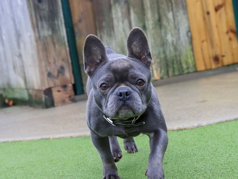 French Bulldog for adoption in Evesham, Worcestershire – 3 years old - Image 3 of 3
