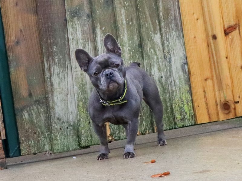 French Bulldog for adoption in Evesham, Worcestershire – 3 years old - Image 2 of 3