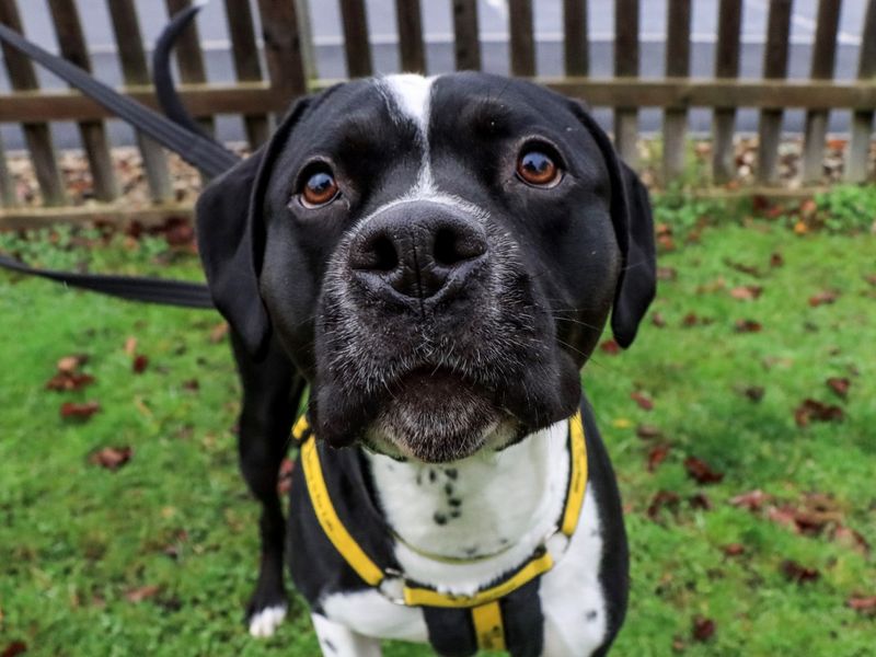 Dora | Terrier (Staffordshire Bull) Cross | Evesham (Worcestershire) - 1