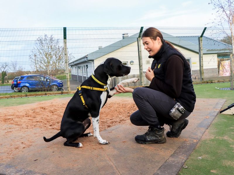 Staffordshire Bull Terrier for adoption in Evesham, Worcestershire – 3 years old