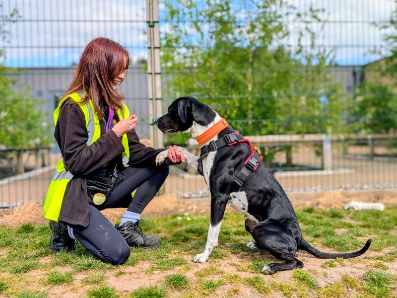 undefined | Terrier (Staffordshire Bull) Cross | undefined - 5