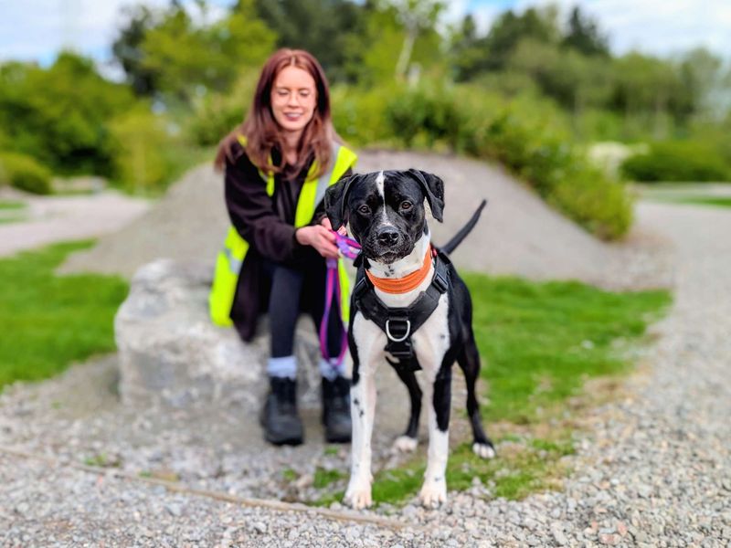 undefined | Terrier (Staffordshire Bull) Cross | undefined - 11