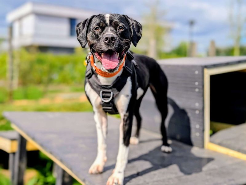 undefined | Terrier (Staffordshire Bull) Cross | undefined - 12