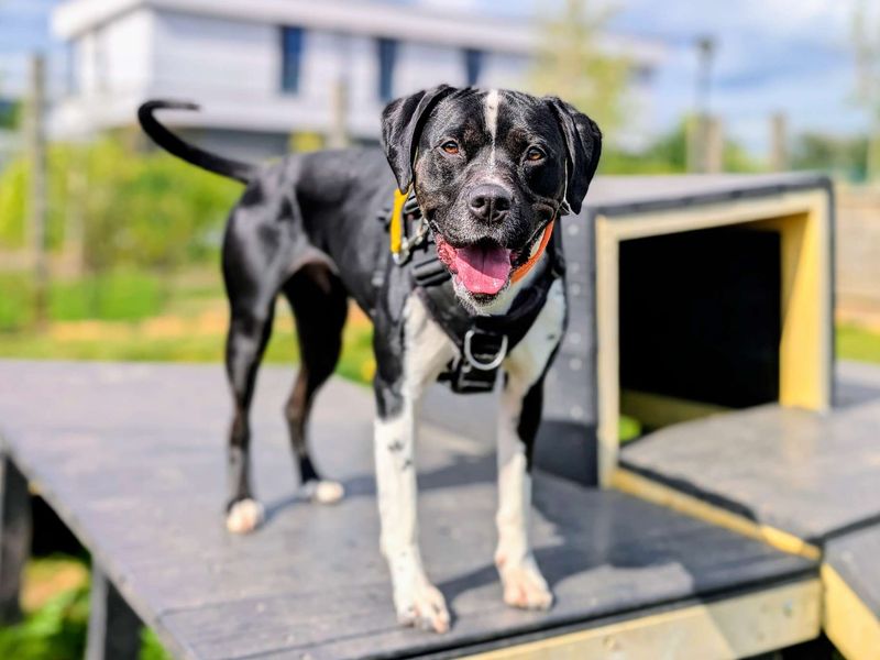 Dora | Terrier (Staffordshire Bull) Cross | Cardiff - 1