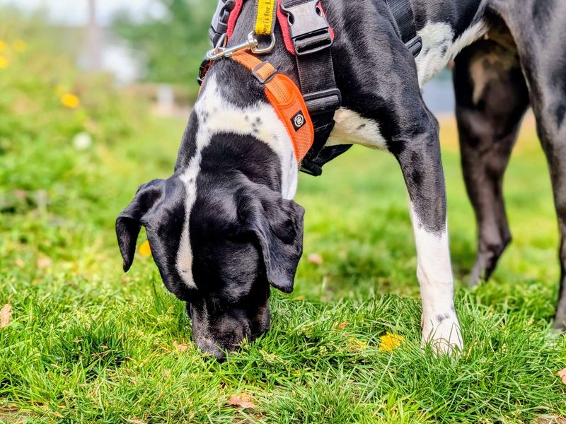undefined | Terrier (Staffordshire Bull) Cross | undefined - 2