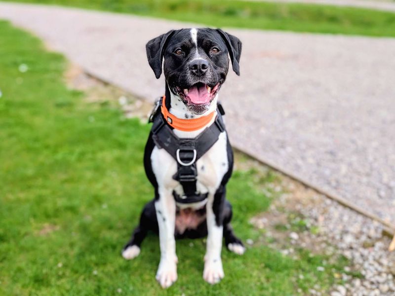 undefined | Terrier (Staffordshire Bull) Cross | undefined - 4