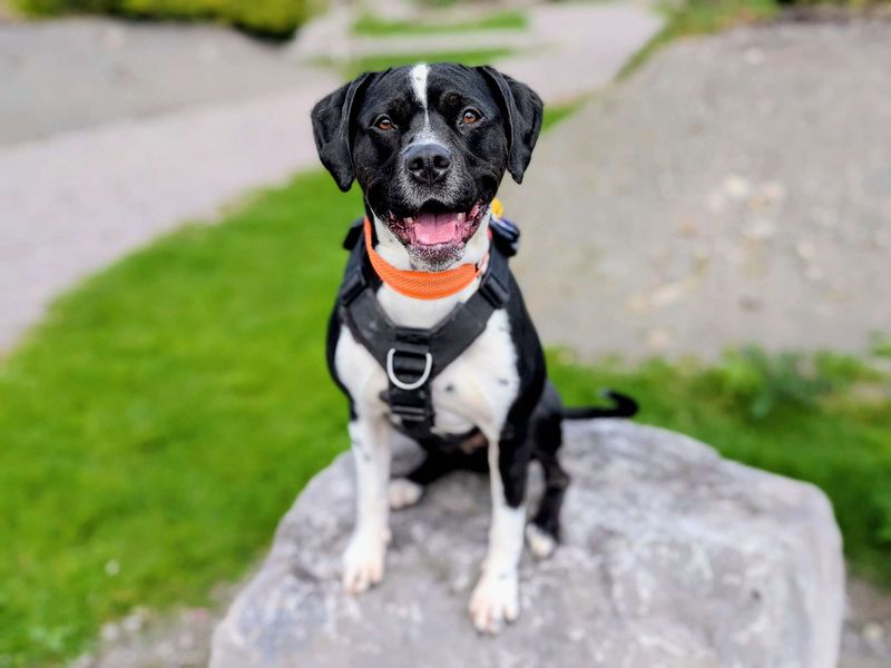 undefined | Terrier (Staffordshire Bull) Cross | undefined - 7