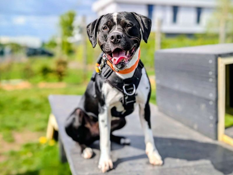 undefined | Terrier (Staffordshire Bull) Cross | undefined - 6