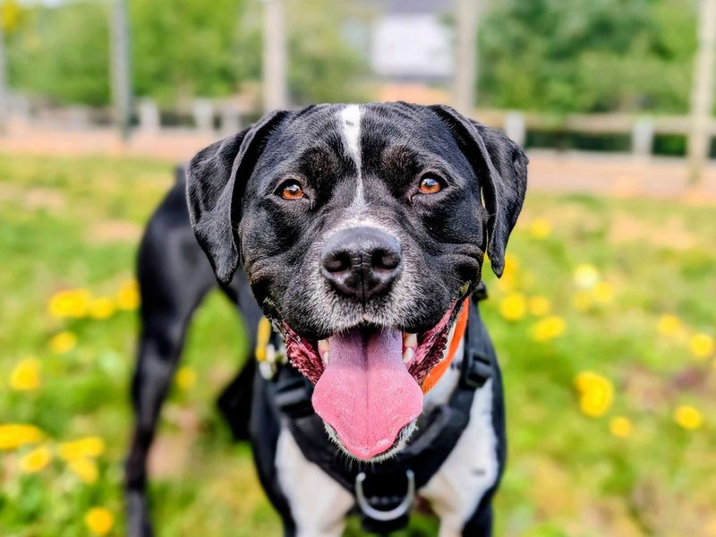 undefined | Terrier (Staffordshire Bull) Cross | undefined - 9