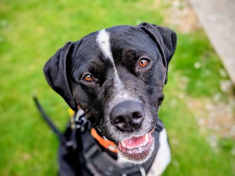 undefined | Terrier (Staffordshire Bull) Cross | undefined - 10