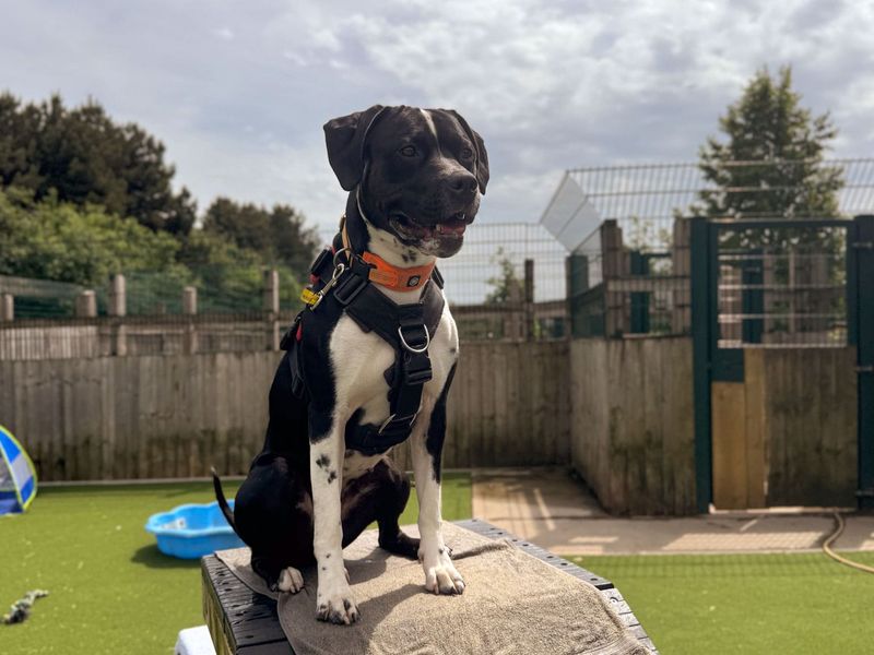Dora | Terrier (Staffordshire Bull) Cross | Cardiff - 11