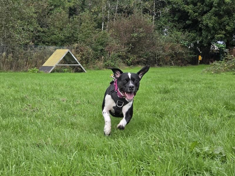 Dora | Terrier (Staffordshire Bull) Cross | Cardiff - 13