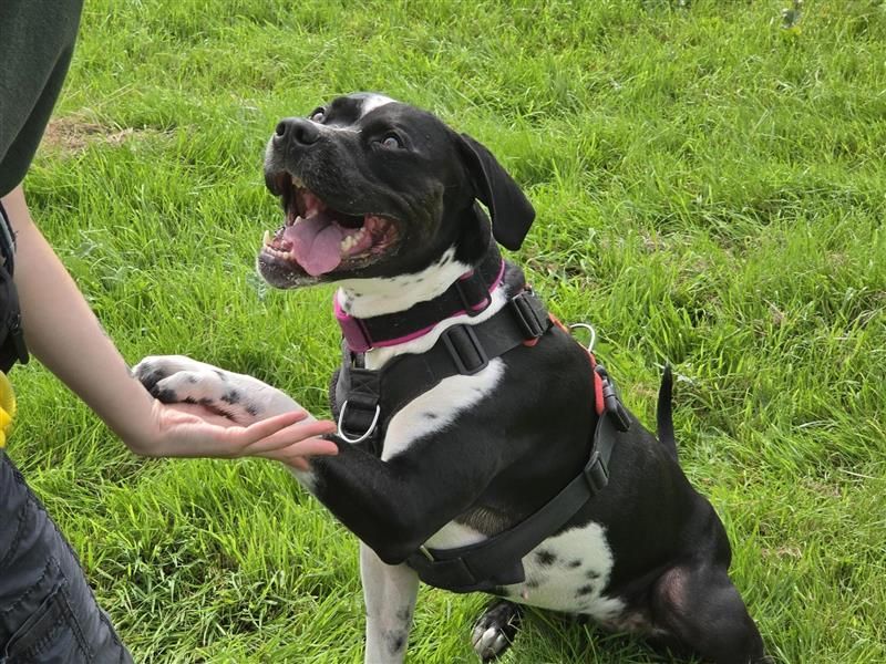 Dora | Terrier (Staffordshire Bull) Cross | Cardiff - 4