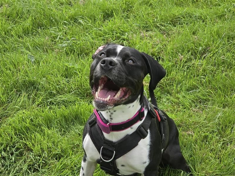 Dora | Terrier (Staffordshire Bull) Cross | Cardiff - 14