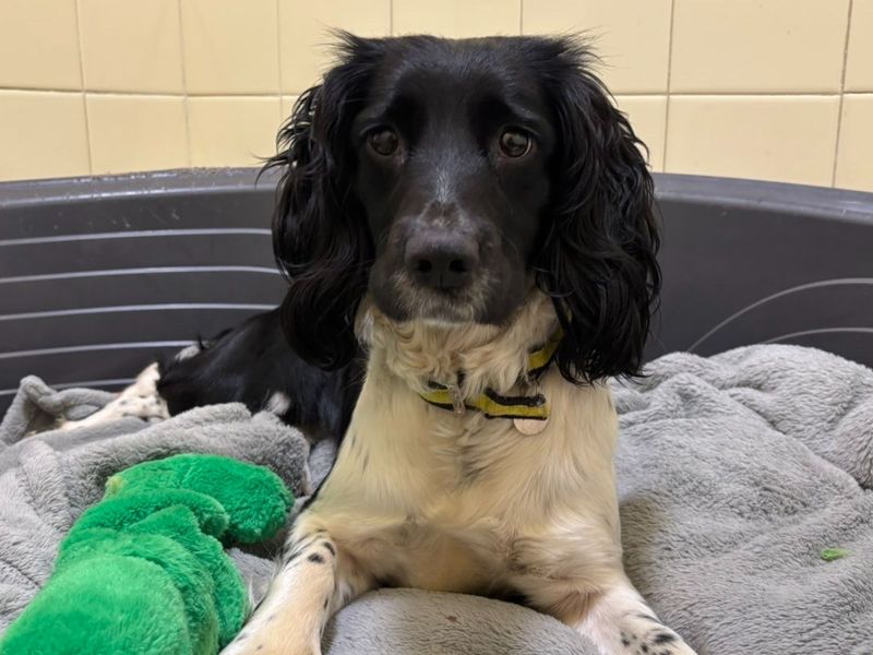 Cocker Spaniel for adoption in Snetterton, Norfolk – 3 years old
