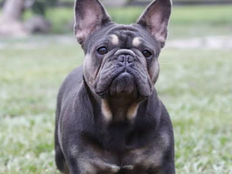 Paris, a 4 years old female French Bulldog available for adoption from Dogs Trust in Shrewsbury, Shropshire