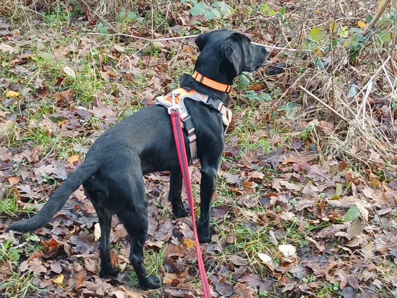 Cocker Spaniel for adoption in Leeds, Yorkshire – 1 year old
