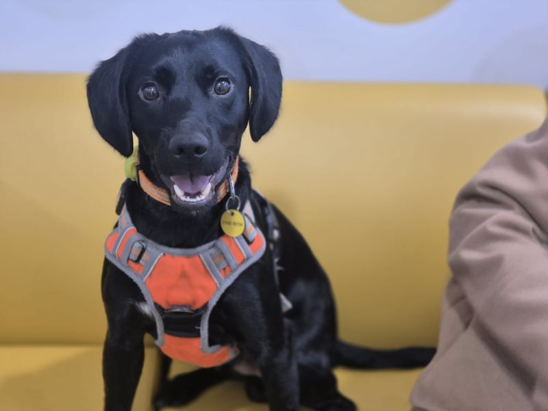 Douglas | Spaniel (Cocker) Cross | Leeds - 1