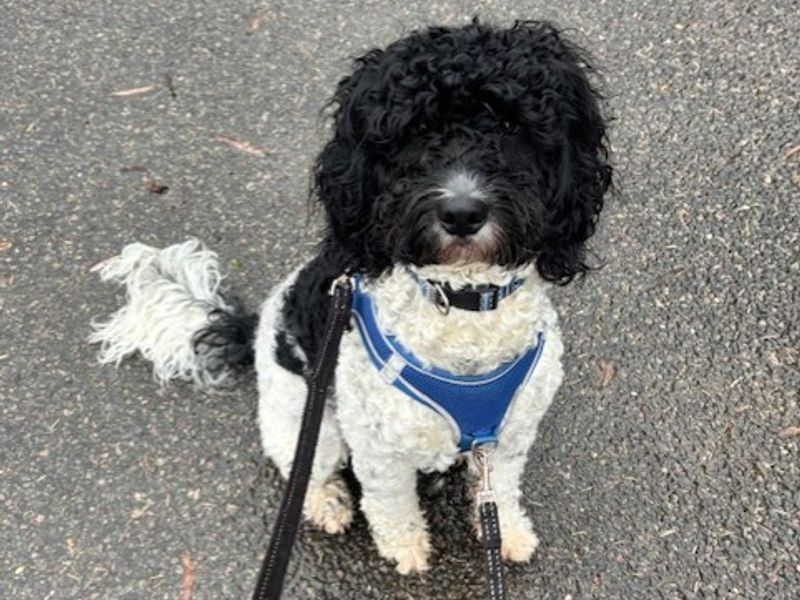 Poodle Dogs And Puppies For Adoption