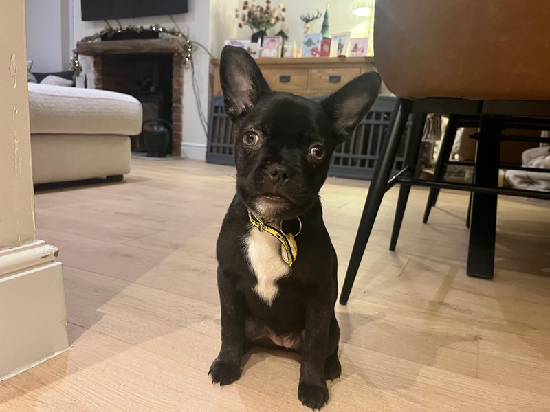 French Bulldog for adoption in Liverpool, Merseyside – 4 months old