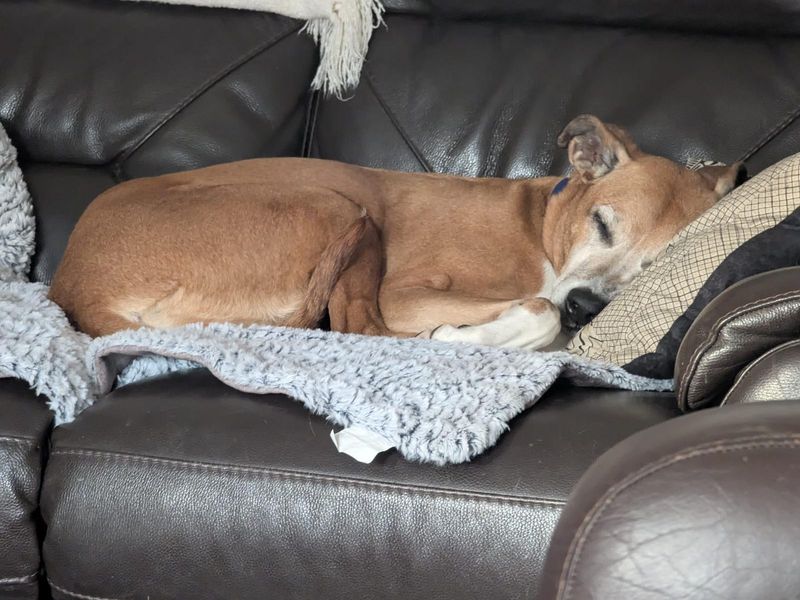 undefined | Lurcher Cross | undefined - 6