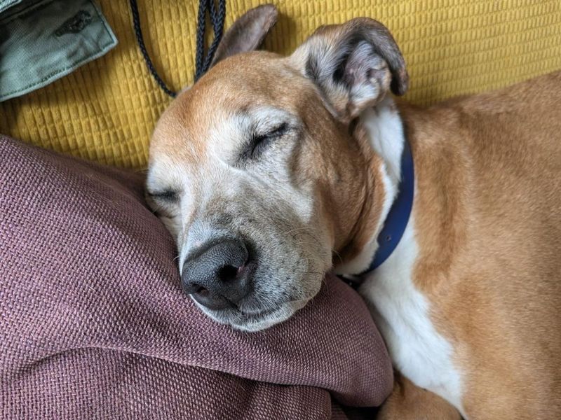undefined | Lurcher Cross | undefined - 9