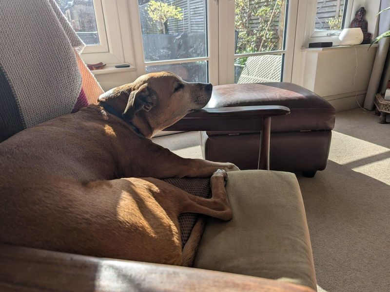 undefined | Lurcher Cross | undefined - 4
