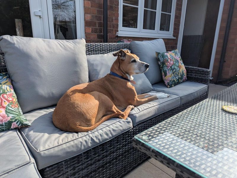 HoneyBoo | Lurcher Cross | Shrewsbury (Shropshire) - 1