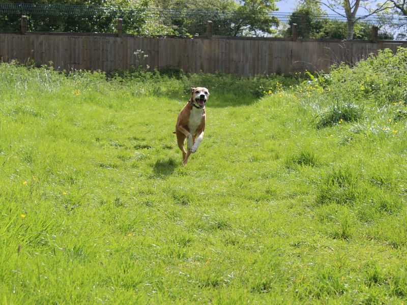 undefined | Lurcher Cross | undefined - 8