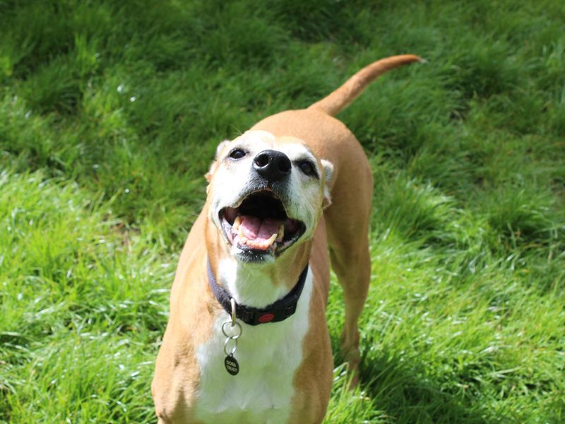 undefined | Lurcher Cross | undefined - 1