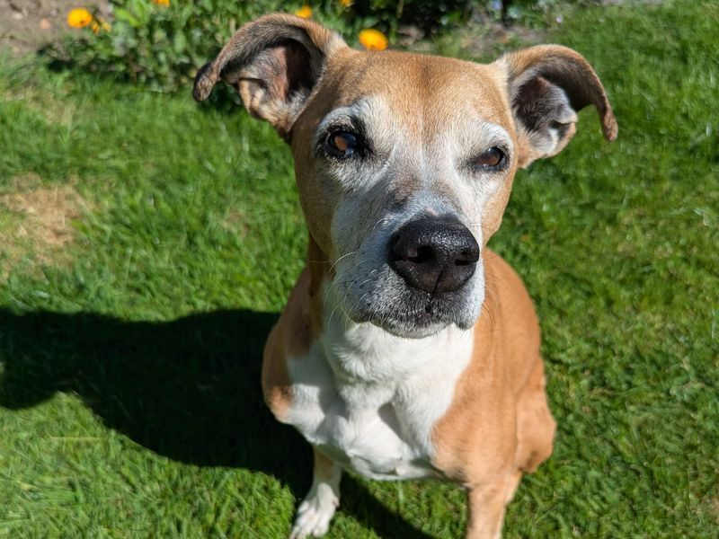 undefined | Lurcher Cross | undefined - 7