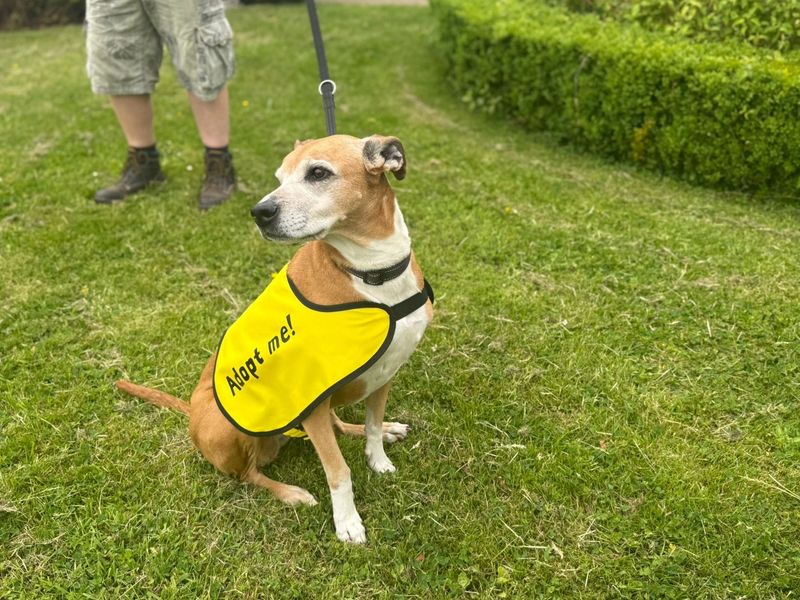 undefined | Lurcher Cross | undefined - 2