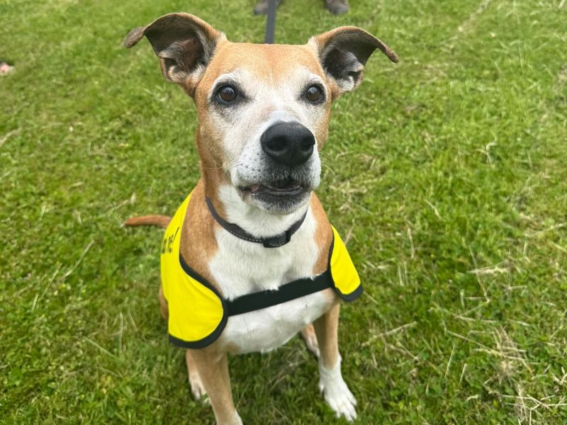 undefined | Lurcher Cross | undefined - 5