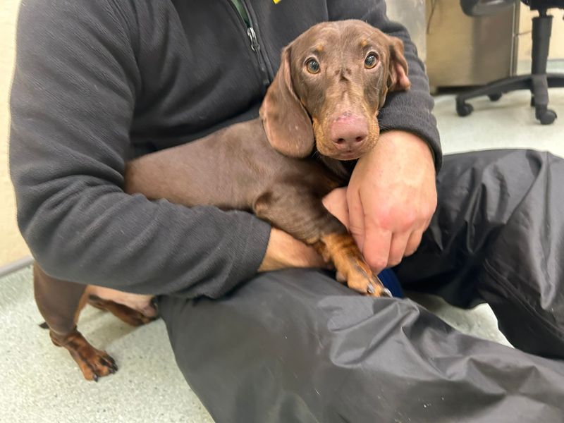 Dachshund for adoption in Cardiff, Glamorgan – 10 months old