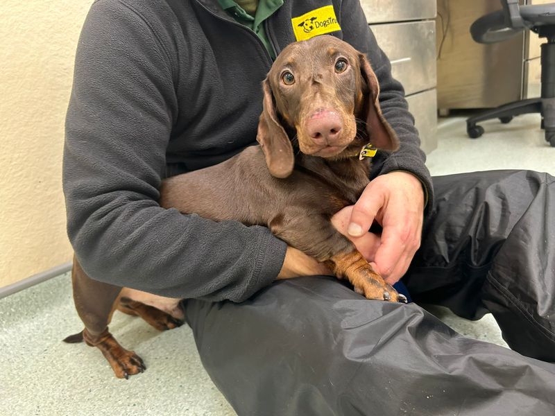 Dachshund for adoption in Cardiff – 11 months old - Image 2 of 2