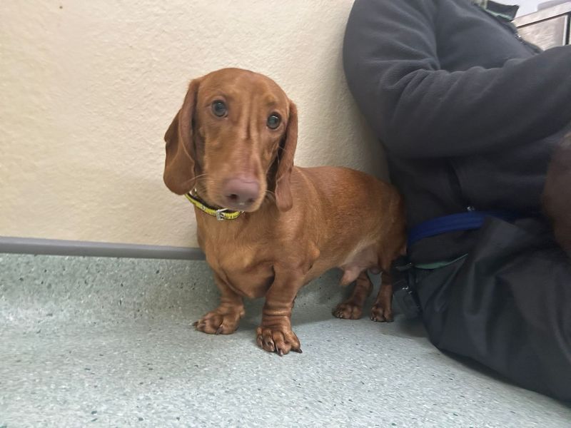 Elf, a 10 months old male Dachshund available for adoption from Dogs Trust in Splott, Wales