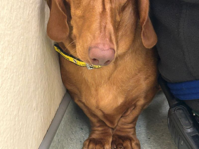 Dachshund for adoption in Cardiff – 12 months old - Image 2 of 3