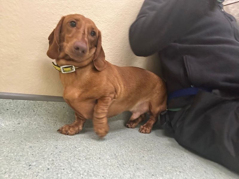 Dachshund for adoption in Cardiff – 12 months old - Image 3 of 3