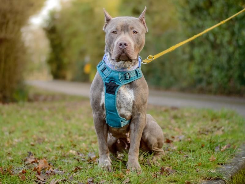 Staffordshire Bull Terrier for adoption in Kenilworth, Warks – 4 years old
