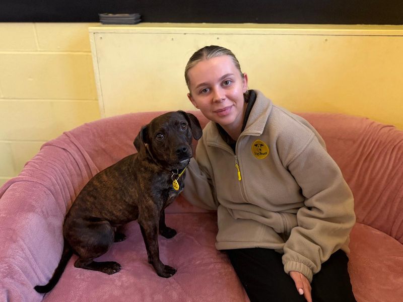 Beagle for adoption in West Calder, West Lothian – 1 year old - Image 3 of 3